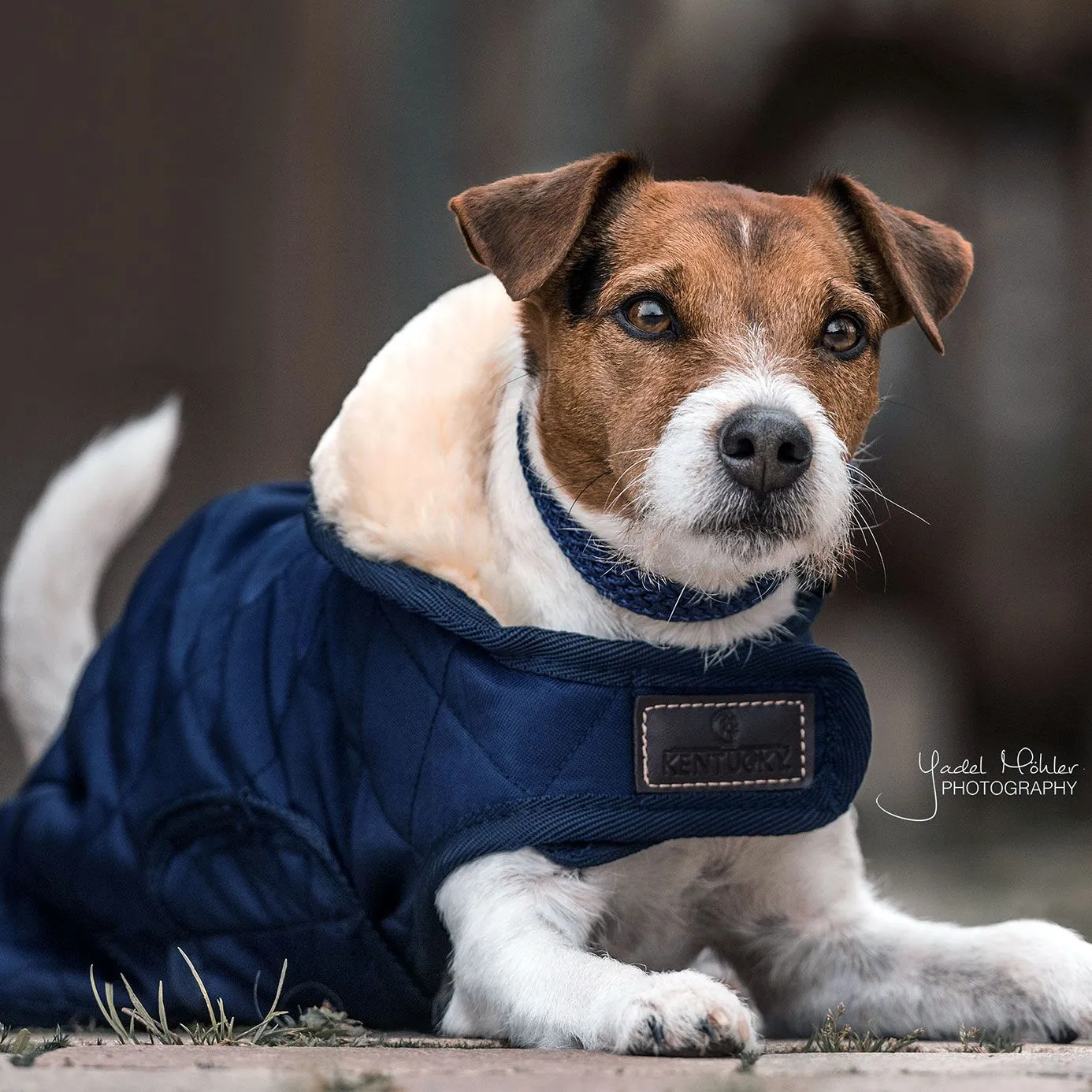 Kentucky Dogwear Dog Coat - Navy