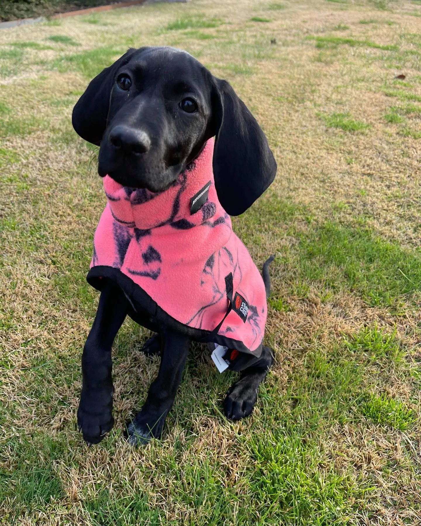 Stoney Creek Jones Dog Coat Fleece - Watermelon